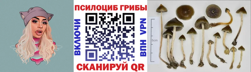 Псилоцибиновые грибы Psilocybe  закладки  Лебедянь 